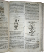 castore-durante-herbario-novo-con-figure-che-rappresentano-le-vive-piante-che-nascono-in-tutta-europa-nell-indie-orientali-occidentali-in-venetia-appresso-li-sessa-1617