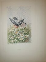 andre-theuriet-nos-oiseaux-aquarelles-de-hector-giacomelli-parigi-h-launette-et-compagnie-editeurs-1886