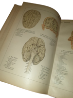 paul-ebenhoch-theodor-himmelein-der-bau-des-menschlichen-korpers-anatomische-beschreibung-des-menschen-fur-schule-und-haus-esslingen-und-munchen-jf-schreiber-1895
