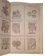 castore-durante-herbario-novo-con-figure-che-rappresentano-le-vive-piante-che-nascono-in-tutta-europa-nell-indie-orientali-occidentali-in-venetia-appresso-li-sessa-1617