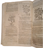 castore-durante-herbario-novo-con-figure-che-rappresentano-le-vive-piante-che-nascono-in-tutta-europa-nell-indie-orientali-occidentali-in-venetia-appresso-li-sessa-1617