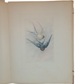 andre-theuriet-nos-oiseaux-aquarelles-de-hector-giacomelli-parigi-h-launette-et-compagnie-editeurs-1886