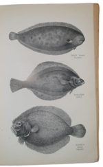 michel-bouzy-les-poissons-coquillages-crustaces-leur-preparation-culinaire-paris-michel-bouzy-1929