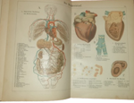 paul-ebenhoch-theodor-himmelein-der-bau-des-menschlichen-korpers-anatomische-beschreibung-des-menschen-fur-schule-und-haus-esslingen-und-munchen-jf-schreiber-1895