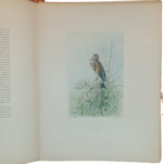 andre-theuriet-nos-oiseaux-aquarelles-de-hector-giacomelli-parigi-h-launette-et-compagnie-editeurs-1886