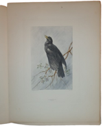 andre-theuriet-nos-oiseaux-aquarelles-de-hector-giacomelli-parigi-h-launette-et-compagnie-editeurs-1886