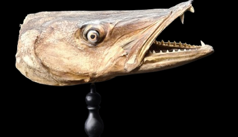 a-removebg-preview(1)