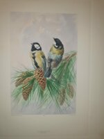 andre-theuriet-nos-oiseaux-aquarelles-de-hector-giacomelli-parigi-h-launette-et-compagnie-editeurs-1886