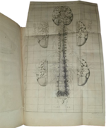 jacob-benignus-winslow-winslw-exposition-anatomique-de-la-structure-du-corps-humain-a-paris-chez-guillaume-desprez-et-jean-desessartz-1732