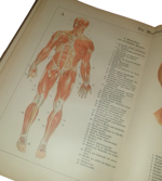 paul-ebenhoch-theodor-himmelein-der-bau-des-menschlichen-korpers-anatomische-beschreibung-des-menschen-fur-schule-und-haus-esslingen-und-munchen-jf-schreiber-1895
