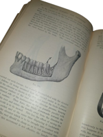 sir-james-frank-colier-dental-surgery-and-pathology-london-longmans-green-and-co-1923