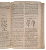 castore-durante-herbario-novo-con-figure-che-rappresentano-le-vive-piante-che-nascono-in-tutta-europa-nell-indie-orientali-occidentali-in-venetia-appresso-li-sessa-1617