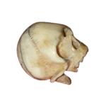 vanitas-teschio-in-avorio-marino-memento-mori-francia-xix-secolo