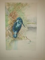 andre-theuriet-nos-oiseaux-aquarelles-de-hector-giacomelli-parigi-h-launette-et-compagnie-editeurs-1886