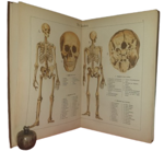 paul-ebenhoch-theodor-himmelein-der-bau-des-menschlichen-korpers-anatomische-beschreibung-des-menschen-fur-schule-und-haus-esslingen-und-munchen-jf-schreiber-1895