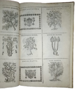 castore-durante-herbario-novo-con-figure-che-rappresentano-le-vive-piante-che-nascono-in-tutta-europa-nell-indie-orientali-occidentali-in-venetia-appresso-li-sessa-1617