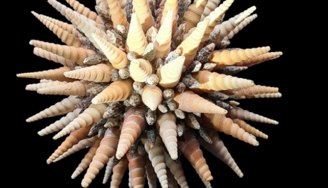 barracuda-removebg-preview