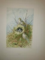 andre-theuriet-nos-oiseaux-aquarelles-de-hector-giacomelli-parigi-h-launette-et-compagnie-editeurs-1886