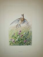 andre-theuriet-nos-oiseaux-aquarelles-de-hector-giacomelli-parigi-h-launette-et-compagnie-editeurs-1886