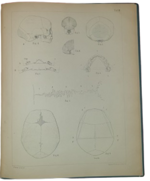 dr-hermann-welcker-untersuchungen-uber-wachsthum-und-bau-des-menschlichen-schadels-leipzig-verlag-von-wilhelm-engelmann-1862
