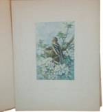 andre-theuriet-nos-oiseaux-aquarelles-de-hector-giacomelli-parigi-h-launette-et-compagnie-editeurs-1886