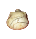 vanitas-teschio-in-avorio-marino-memento-mori-francia-xix-secolo