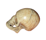 vanitas-teschio-in-avorio-marino-memento-mori-francia-o-germania-xix-secolo