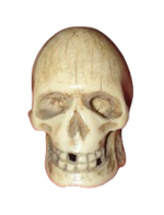 vanitas-teschio-in-avorio-marino-memento-mori-francia-o-germania-xix-secolo