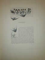 andre-theuriet-nos-oiseaux-aquarelles-de-hector-giacomelli-parigi-h-launette-et-compagnie-editeurs-1886