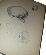 dr-hermann-welcker-untersuchungen-uber-wachsthum-und-bau-des-menschlichen-schadels-leipzig-verlag-von-wilhelm-engelmann-1862