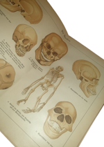 paul-ebenhoch-theodor-himmelein-der-bau-des-menschlichen-korpers-anatomische-beschreibung-des-menschen-fur-schule-und-haus-esslingen-und-munchen-jf-schreiber-1895