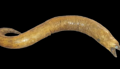 testa%20frenologica.