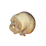 vanitas-teschio-in-avorio-marino-memento-mori-francia-xix-secolo