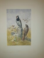 andre-theuriet-nos-oiseaux-aquarelles-de-hector-giacomelli-parigi-h-launette-et-compagnie-editeurs-1886