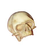 vanitas-teschio-in-avorio-marino-memento-mori-francia-xix-secolo