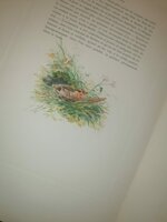 andre-theuriet-nos-oiseaux-aquarelles-de-hector-giacomelli-parigi-h-launette-et-compagnie-editeurs-1886