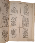 castore-durante-herbario-novo-con-figure-che-rappresentano-le-vive-piante-che-nascono-in-tutta-europa-nell-indie-orientali-occidentali-in-venetia-appresso-li-sessa-1617