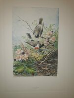 andre-theuriet-nos-oiseaux-aquarelles-de-hector-giacomelli-parigi-h-launette-et-compagnie-editeurs-1886