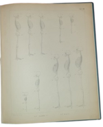 dr-hermann-welcker-untersuchungen-uber-wachsthum-und-bau-des-menschlichen-schadels-leipzig-verlag-von-wilhelm-engelmann-1862