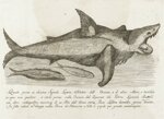 foglio-volante-a-stampa-questo-pesce-si-chiama-squalo-lamia-abitator-dell-oceano-e-d-altri-mari-e-terribile-in-ogni-sua-qualita-e-stato-preso-nelle-tonere-del-quarner-dal-patron-leonardo-bertoli-venezia-1823
