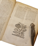pedro-de-los-angeles-tractatus-de-ordine-iudiciali-praxi-tribunalis-religiosorum-compilatus-ex-vtroque-iure-ex-ijs-quae-docent-graues-auctores-iuristae-theologi-tam-modernes-quam-antiqui-neapoli-ex-typographia-lucae-antonij