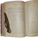 luigi-ferrannini-manuale-di-organoterapia-batterioterapia-vaccinoterapia-e-sieroterapia-citoterapia-palermo-amministrazione-della-terapia-clinica-1902