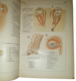 paul-ebenhoch-theodor-himmelein-der-bau-des-menschlichen-korpers-anatomische-beschreibung-des-menschen-fur-schule-und-haus-esslingen-und-munchen-jf-schreiber-1895