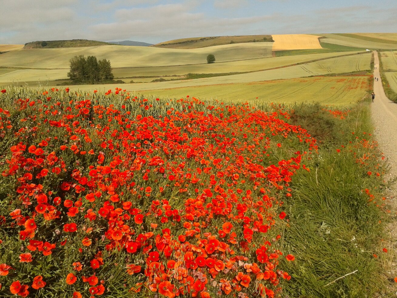 2012-06-17 09.57.46.jpeg