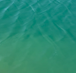 pacifico-sapone-liquido-olio-di-avocado-e-acqua-marina