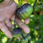 pomodori-verdi-sottolio-br-quintosapore