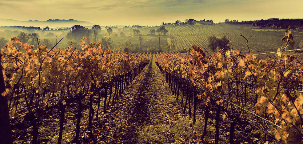 Scorcio delle vigne di una delle tre tenute di Alzatura della famiglia Cecchi