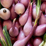 genovese-vegetariana-br-quintosapore