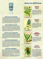 the-orvietan-macerated-medicinal-herbs-bernardini-lamberto