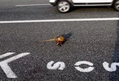  an animal killed by a car, photographed by the side of the road, 